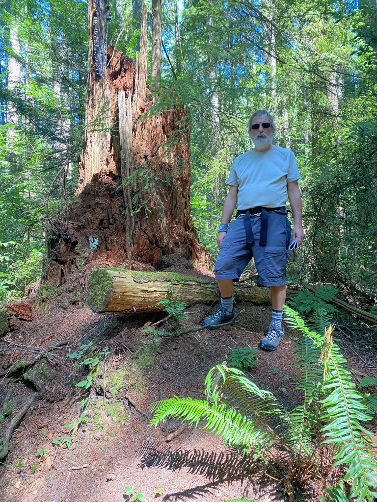 Fallen tree: upright hiker