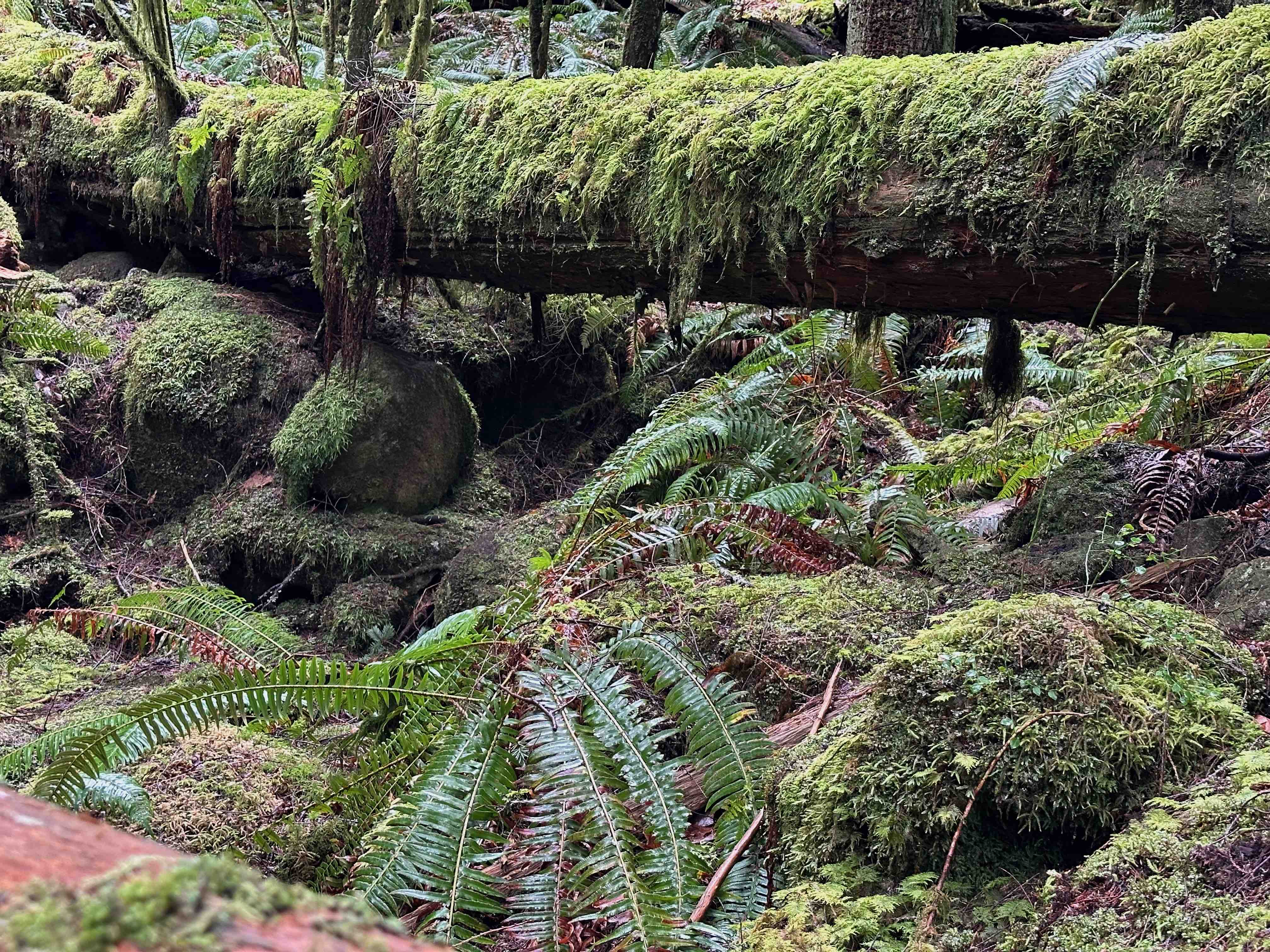 Moss and ferns